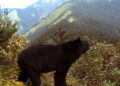 How to avoid and survive a bear encounter