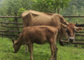 Lumpy skin disease spreading rapidly among cattle in Zhemgang