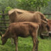 Lumpy skin disease spreading rapidly among cattle in Zhemgang