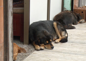 100 per cent dog sterilisation in the country to be achieved in a week