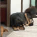100 per cent dog sterilisation in the country to be achieved in a week
