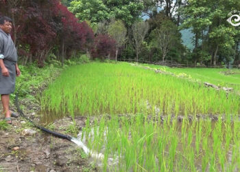 Farmer takes matters into his own hands, revives paddy farming in Orong Gewog, SJ