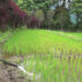 Farmer takes matters into his own hands, revives paddy farming in Orong Gewog, SJ