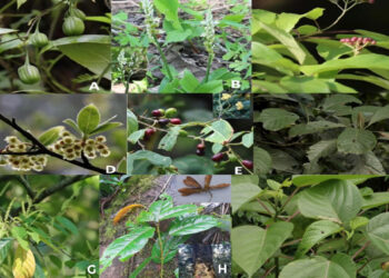 Nine new plant species discovered as new additions to Bhutan’s flora