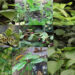 Nine new plant species discovered as new additions to Bhutan’s flora