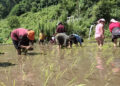 New irrigation scheme revives paddy cultivation in Zhemgang