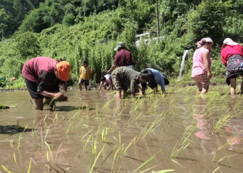 New irrigation scheme revives paddy cultivation in Zhemgang