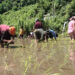 New irrigation scheme revives paddy cultivation in Zhemgang