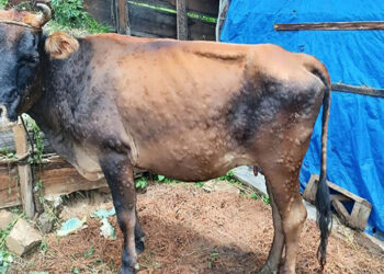 Concerns arise from misleading social media posts on lumpy skin disease transmission in Paro
