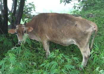 Lumpy Skin Disease affects farmers’ livelihoods with decreased milk yield in Trashigang’s Chaling village