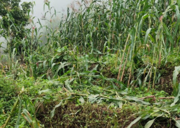Bear damages maize fields in Samtse