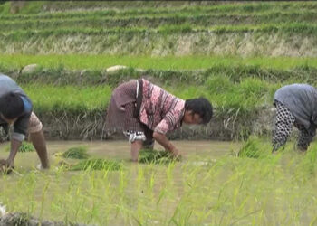 NCHM forecasts good amount of rainfall in the coming weeks
