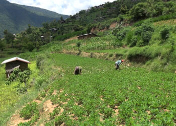 Groundnut cultivation flourishes in Khamdang Gewog with a new processing unit