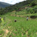 Groundnut cultivation flourishes in Khamdang Gewog with a new processing unit