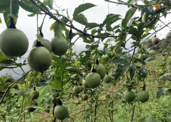 Successful passion fruit trial cultivation encourages other farmers in Nangkor Gewog, Zhemgang