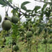 Successful passion fruit trial cultivation encourages other farmers in Nangkor Gewog, Zhemgang