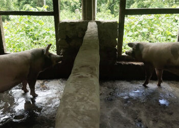 Working against odds, the story of a piggery farmer   