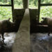 Working against odds, the story of a piggery farmer