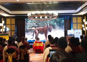 Number of tigers in Bhutan reaches 131