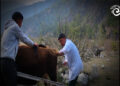 Shortage of veterinary professionals amid an increasing outbreak of livestock diseases