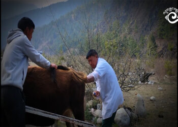 Shortage of veterinary professionals amid an increasing outbreak of livestock diseases