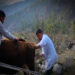 Shortage of veterinary professionals amid an increasing outbreak of livestock diseases