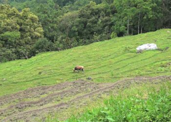Gewog Tiger Conservation Tshogpa provides relief to cattle owners facing tiger attacks, Punakha