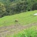 Gewog Tiger Conservation Tshogpa provides relief to cattle owners facing tiger attacks, Punakha