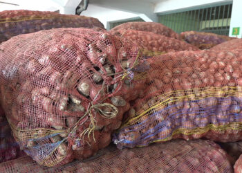 Farmers grappling with declining ginger yields in Samdrup Jongkhar