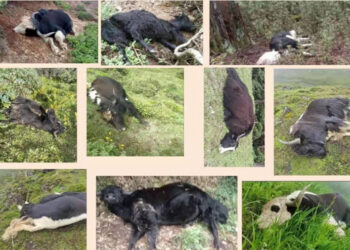 Farmers distressed as lumpy skin disease spreads and kills around 80 yaks in Thimphu’s Dagala Gewog