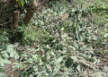 Thief steals over 500 KG avocado in Zhemgang, leaving owner devastated