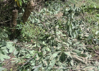 Thief steals over 500 KG avocado in Zhemgang, leaving owner devastated