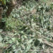 Thief steals over 500 KG avocado in Zhemgang, leaving owner devastated
