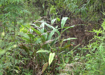 From orange to cardamom, Chungkha village faces agricultural challenges