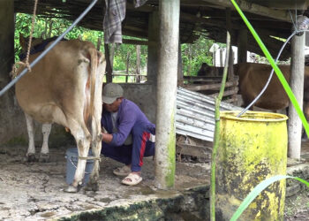 Dairy farmers struggle with lumpy skin disease outbreak