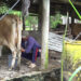 Dairy farmers struggle with lumpy skin disease outbreak