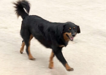 Surge in dog bite incidents alarms Thimphu residents