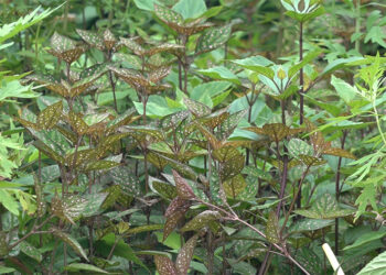 Unidentified plant species ravaging crops in Khempagang village, Samtse