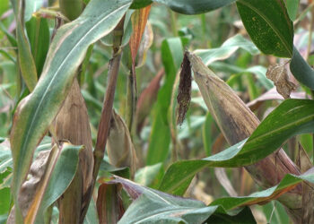 Human-wildlife conflict affecting maize growers in Chungkha, Chhukha
