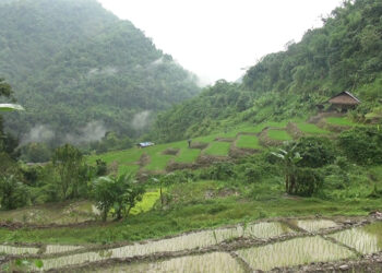From fallow to flourishing, paddy cultivation revival in Norbugang Gewog, Pema Gatshel