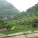 From fallow to flourishing, paddy cultivation revival in Norbugang Gewog, Pema Gatshel
