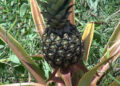 Marpheng Organic Farm’s inspiring journey in pineapple farming