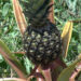 Marpheng Organic Farm’s inspiring journey in pineapple farming