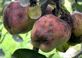 Haa valley’s apple production plummets, farmers seek solutions