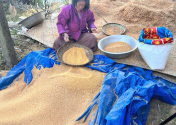 Quinoa farmers in Bartsham face price decline