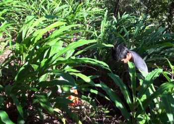 Khangma farmers grapple with low cardamom yield – Pema Gatshel