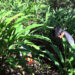 Khangma farmers grapple with low cardamom yield – Pema Gatshel