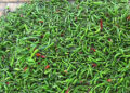Low chilli prices leave Dewathang farmers disheartened
