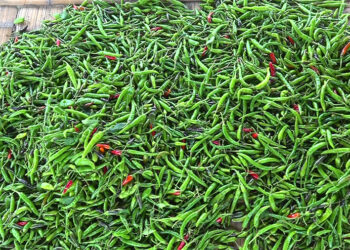 Low chilli prices leave Dewathang farmers disheartened