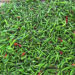 Low chilli prices leave Dewathang farmers disheartened